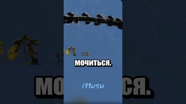 Вот и думайте дождь это или нет