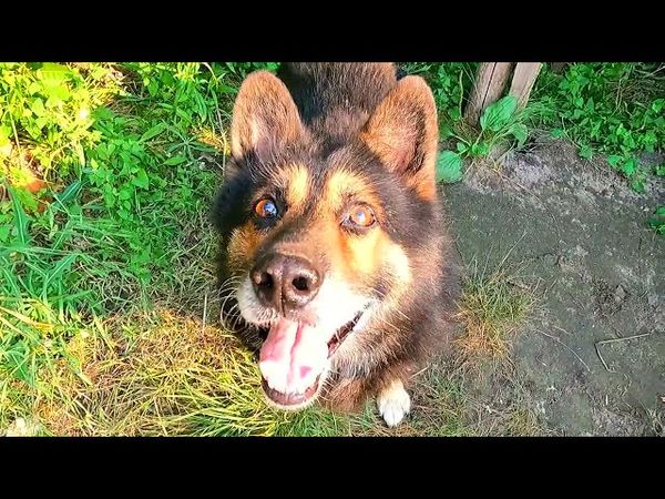 #Славянск. 29 июля 2025г. Вечер. Персик, Нюша и Тиша!))