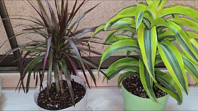 МАЛО КТО ЗНАЕТ, ЧТО ДРАЦЕНУ ВЫРАЩИВАЮТ ТОЛЬКО ТАКИМ РАБОЧИМ СПОСОБОМ