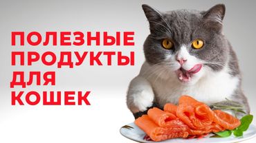 ПРОДУКТЫ С ВАШЕГО СТОЛА, которые МОЖНО давать КОШКЕ