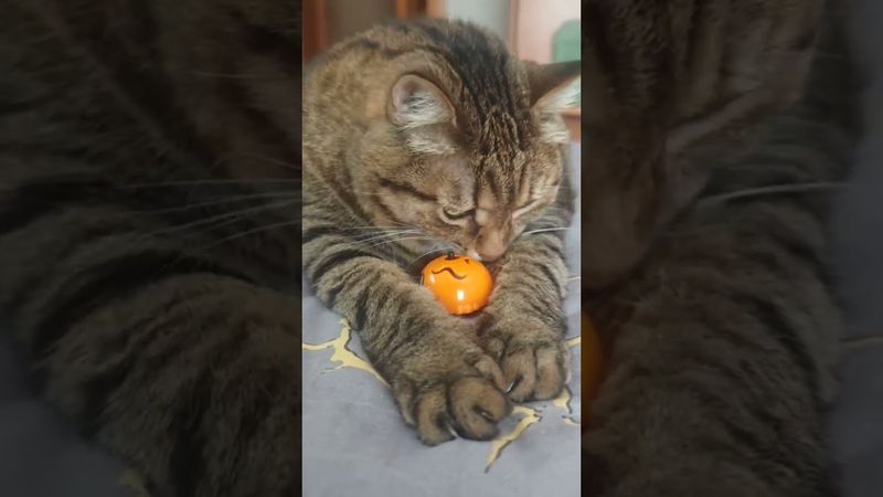 Контракт ⚽🙀😉🤣 #cat #кот #юмор #котушка #приколы #позитив #популярное #цитаты