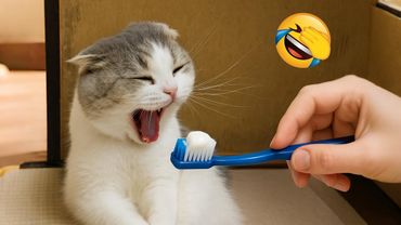 These funny pets will have you laughing non stop! 😂