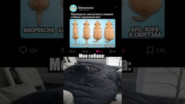 Кажется, моей собаке пора на диету 🐶☠️ #мем #memes #мемы