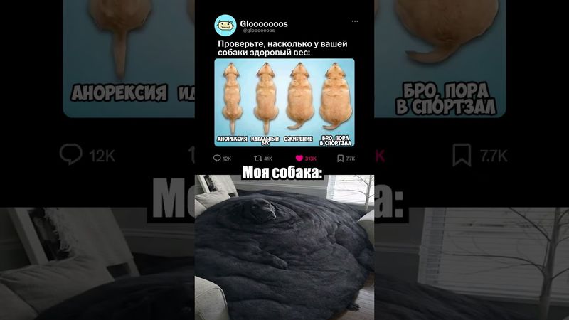 Кажется, моей собаке пора на диету 🐶☠️ #мем #memes #мемы