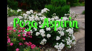 Невероятная роза Aspirin (Аспирин) Tantau