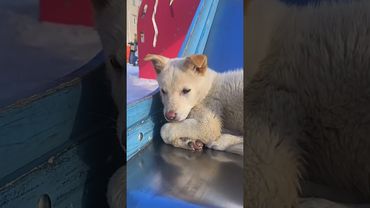 Щенок у которого есть только варежка #shorts #щенок