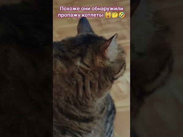 Штирлиц 🙀🤔🫣🤣 #cat #кот #юмор #котушка #кино #цитаты #штирлиц #приколы #мем