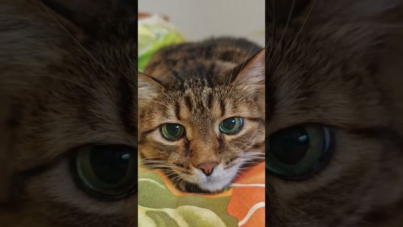 Иногда враг твой...🙀🤔😮😳 #cat #кот #цитаты #котушка #мудрость