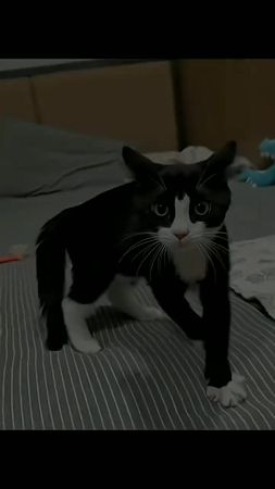 😂😂😂😻 bom dia 