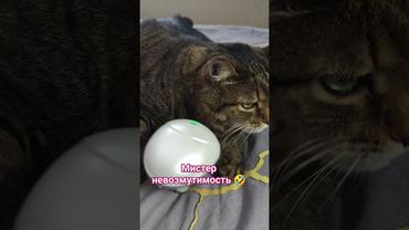 Потанцуем?Чики бум💃🕺🙀🤣 #cat #кот #юмор #котушка #приколы #music #rumba