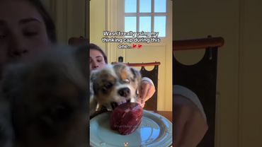 Why can't dogs eat in small bites？😂🐶#funnyvideos #foryou #fyp #dogsoftiktok #funnypets