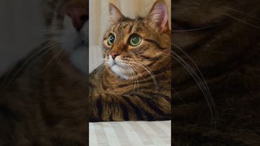 Не ждите чудо ☝️🤔😉🤣 #cat #кот #юмор #котушка #приколы #цитаты