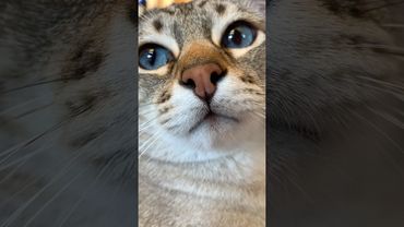 Произвольная программа🥇 #elvisthecat