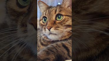 После 50ти 🙀🤔🙄🤣 #cat #кот #юмор #котушка #приколы #цитаты