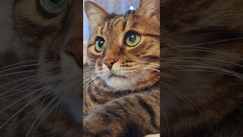 После 50ти 🙀🤔🙄🤣 #cat #кот #юмор #котушка #приколы #цитаты