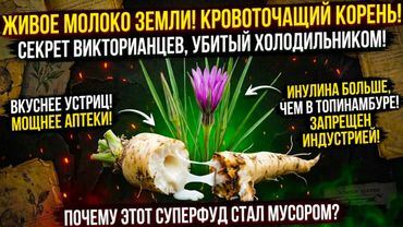 Преступление против здоровья: Почему «Земную Устрицу» намеренно стерли из меню человечества?