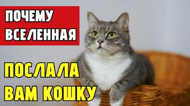 ПОЧЕМУ ВСЕЛЕННАЯ ПОСЛАЛА ВАМ КОШКУ