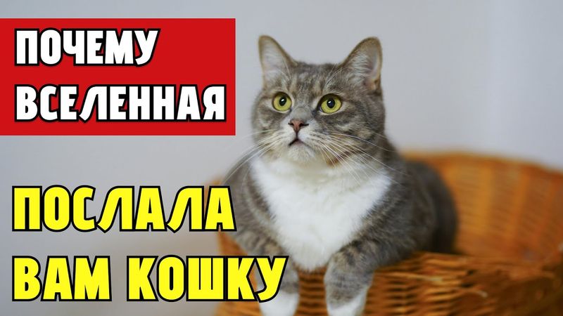 ПОЧЕМУ ВСЕЛЕННАЯ ПОСЛАЛА ВАМ КОШКУ