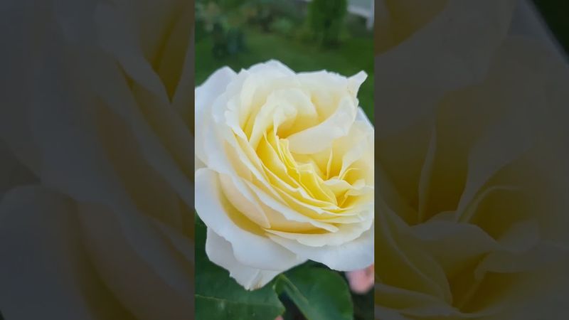 пересадка розы Шнеевальцер. плетистая роза сливочного оттенка