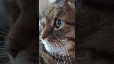 Посмотреть футбол ⚽🙀😉🤣 #cat #кот #юмор #котушка #приколы #цитаты