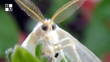 Американський білий метелик атакує сади на Львівщині