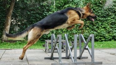 От агрессии к доверию. Гость из Екатеринбурга.