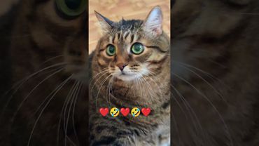 Оробел 🫢😻😉🤣 #cat #кот #юмор #кино #цитаты #котушка #приколы #прикольныекоты