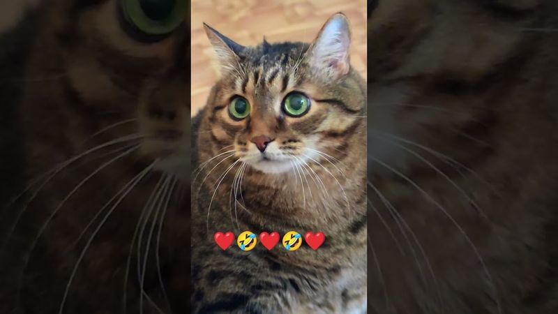 Оробел 🫢😻😉🤣 #cat #кот #юмор #кино #цитаты #котушка #приколы #прикольныекоты