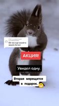 Ответ пользователю @user342422128110 #Белки рулят😂😂😂