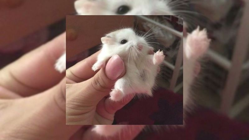 Kim Petras - XXX  •slowed•  (I wanna XXX...)