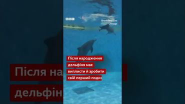 Як народжується дельфінятко? Цей момент вловили камери зоопарку в Чикаго #shorts