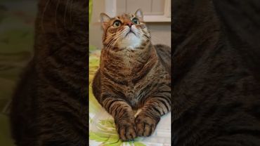 По двум причинам 🤔😉🙀🤣 #cat #кот #юмор #котушка #приколы #цитаты