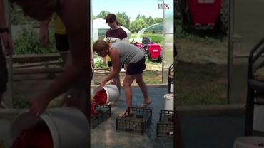 Počeo put baranjske paprike do tanjura