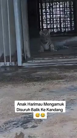 Anak harimau mengamuk hebat saat induknya membawanya kembali ke dalam...