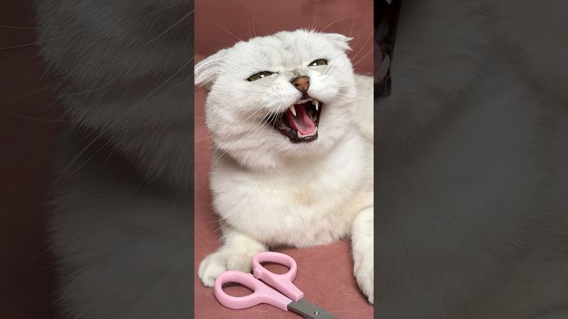 Sonya😭✂️ #cat #cats