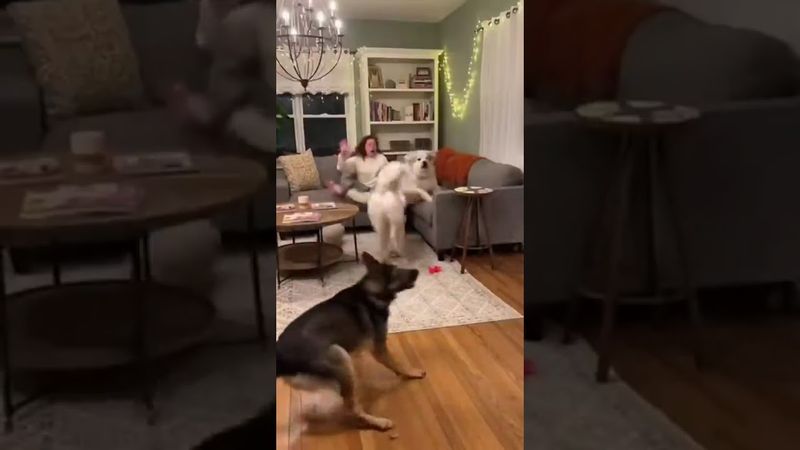 А это уже для собачников!