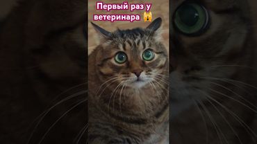Зачем мы здесь? 🙀🙀🙀😁 #cat #кот #юмор #котушка #приколы #цитаты
