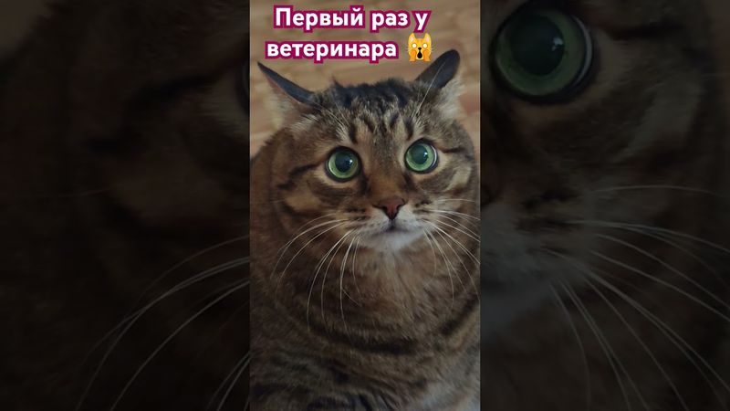 Зачем мы здесь? 🙀🙀🙀😁 #cat #кот #юмор #котушка #приколы #цитаты