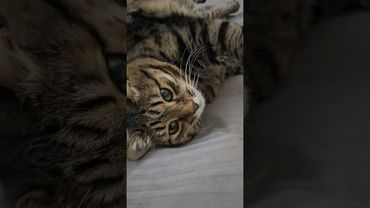 Хорош в постели 😉🤗😻🤣  #cat #кот #юмор #котушка #приколы #цитаты