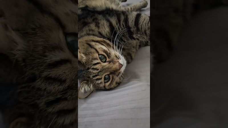 Хорош в постели 😉🤗😻🤣  #cat #кот #юмор #котушка #приколы #цитаты