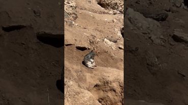 Squirrel Deep In Thought While Sitting On A Cliffside  || ViralHog