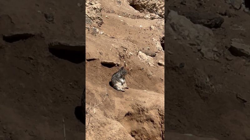 Squirrel Deep In Thought While Sitting On A Cliffside  || ViralHog