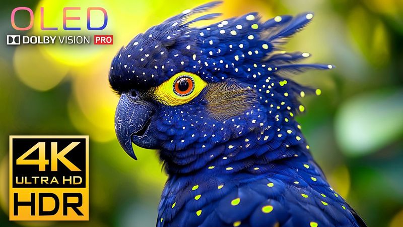 The Coolest Video 4K 120 FPS Dolby Vision HDR - 4K VIDEO ULTRA HD