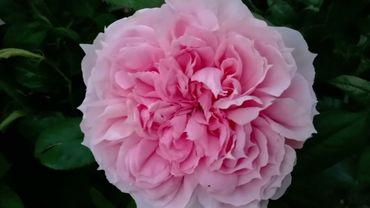 Шёне Майд - шедевр от Тантау! Второе цветение!