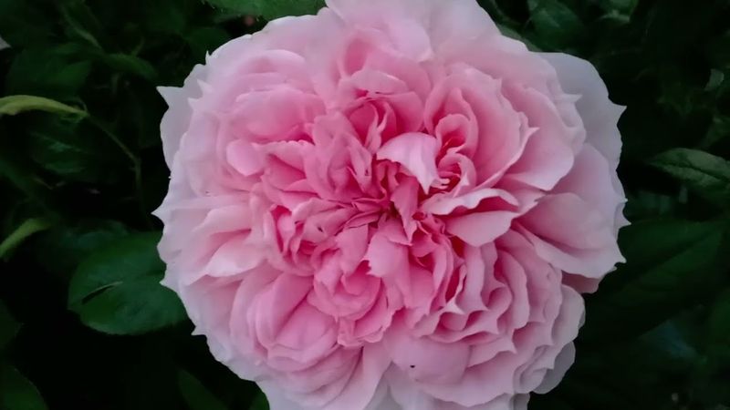 Шёне Майд - шедевр от Тантау! Второе цветение!