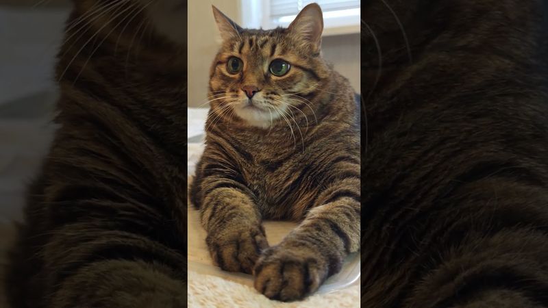 Склероз 🙀🤔😉🤣 #cat #кот #юмор #котушка #приколы #цитаты