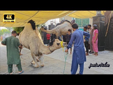 BIG CAMEL QURBANI 2025 WAPDA TOWN A2