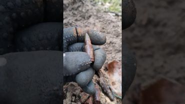 Необычная находка под Берлином