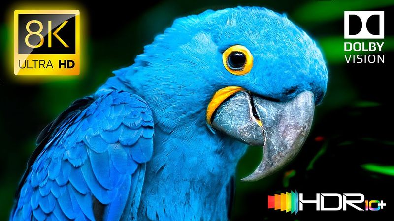 Benar-benar Indah 8K HDR 120FPS Dolby Vision (Video 4K ULTRA HD) #8K