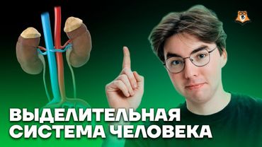 Выделительная система человека | Задание №16 | Биология ОГЭ  | Умскул
